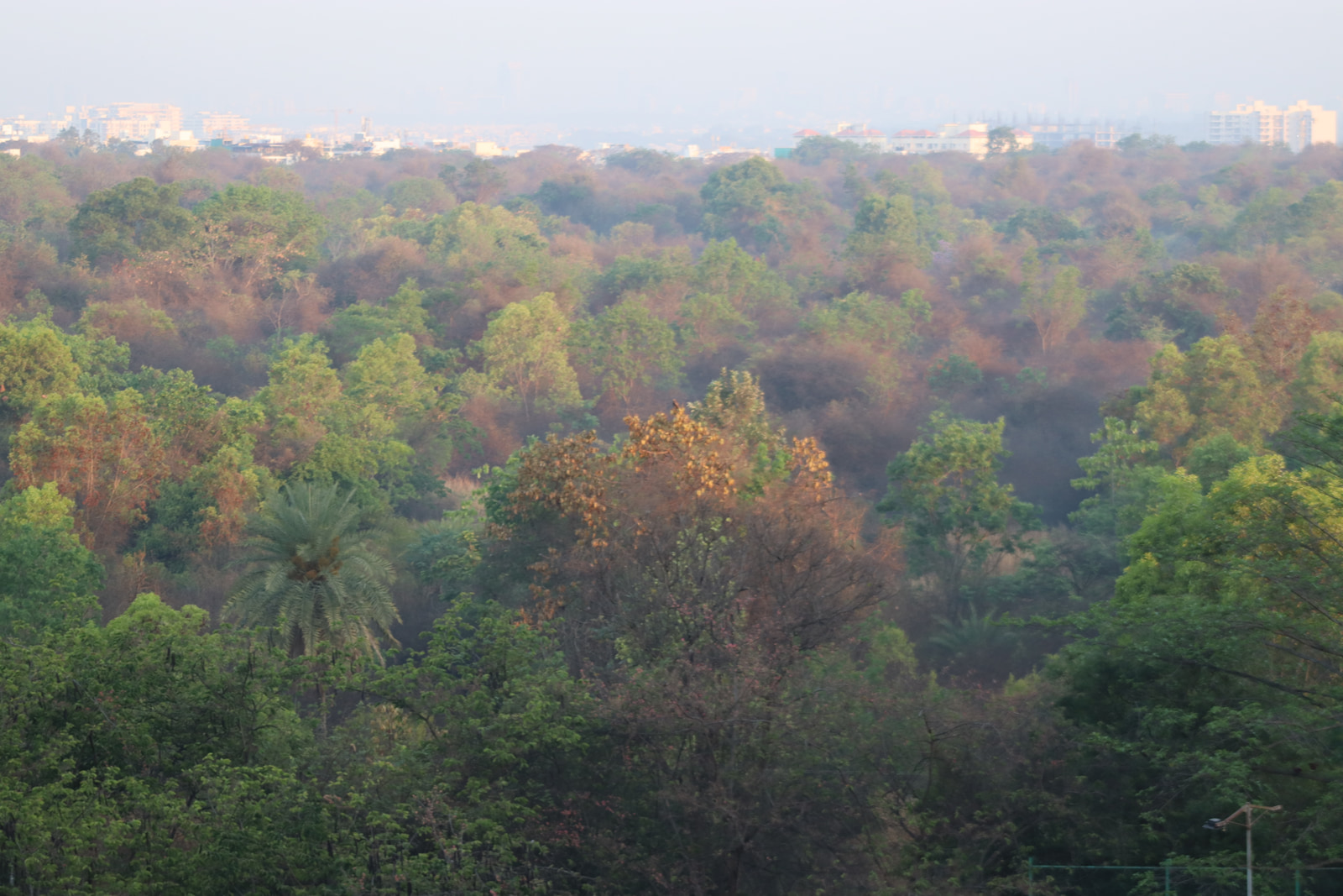 A dense forest of mixed green and autumn-colored trees stretches into the distance under a hazy sky.