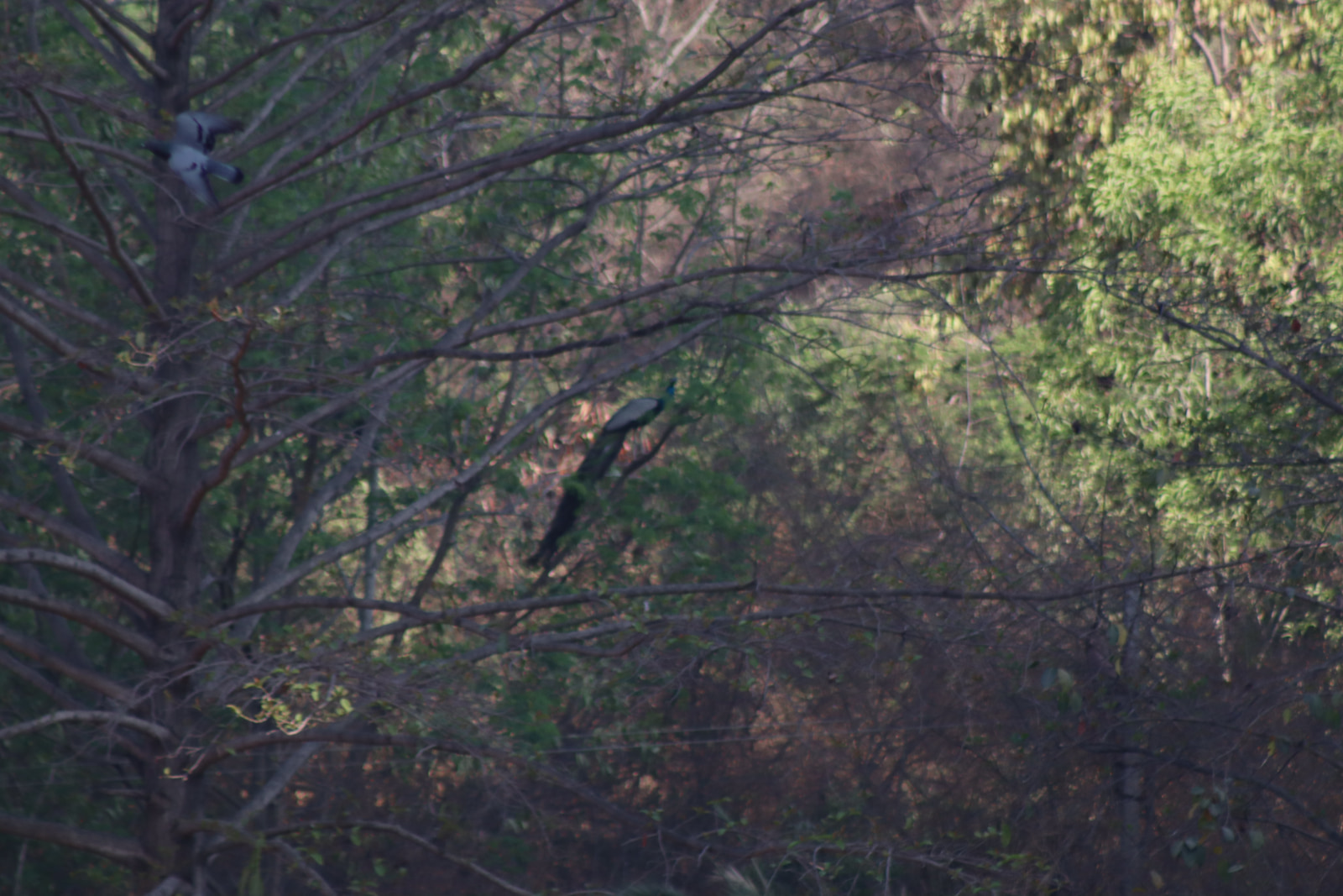 Bright green peacocks perch among dense tree branches in a forest.
